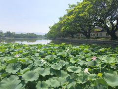 -江心屿景区