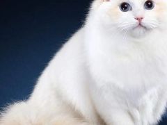 -lincat·猫舍(广州店)