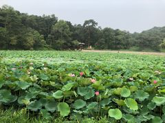 -承德避暑山庄景区