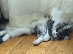 -红鼎豆捞·非遗鲍皇汤火锅(宝丰路店)