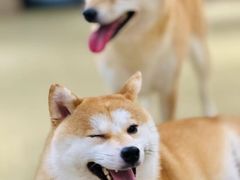 -逗柴咖啡屋·狗咖猫咖宠物桌游
