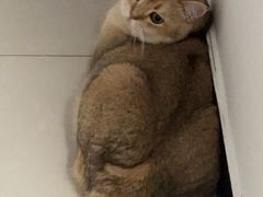 -猫十亿·布偶金渐层·曼基康矮脚猫舍(青年路店)