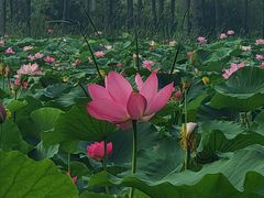 -东郊湿地公园