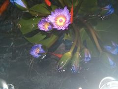 android_upload_pic-桂花楼淮扬中餐厅(浦东香格里拉店)