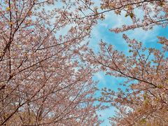 -高东镇樱花园