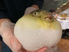 -肆月河豚·新淮扬(金融街店)