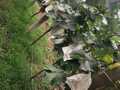 -马陆小张葡萄园农家乐