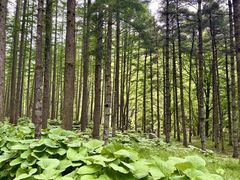 -洛阳白云山景区