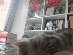 -全心全意连锁动物医院·微创中心·内科急重症·心脏专科(丰管路店)