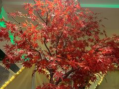 -御池园(顾村公园店)