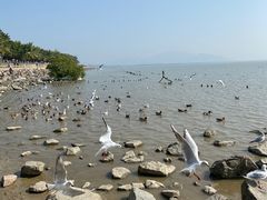 -深圳湾公园(南山区)