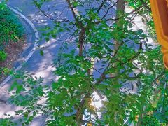 -缙云山景区