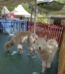 -萌宠亲子动物乐园(槐房万达店)