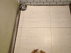 -趣玩宠物乐园寄养训犬训狗游泳池