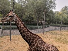 -石家庄市动物园