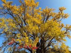 -千年银杏谷文化旅游区