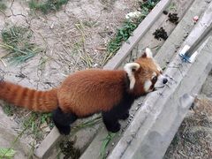 -苏州太湖西山岛开心农场