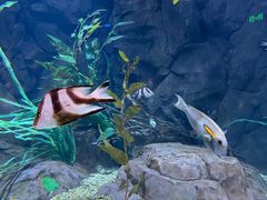 -贝林大翅鲸简餐厅(国家海洋博物馆店)