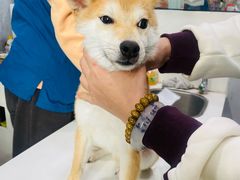 -瑞派动物医院·绝育·犬猫全科·预防医学(光景江南中店)