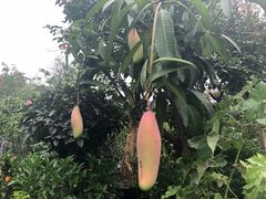 -三圣花乡旅游区