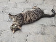 -纳吉亚猫专科动物医院(康都外科中心)