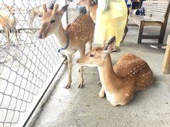 -鹿境梅花鹿生态园区