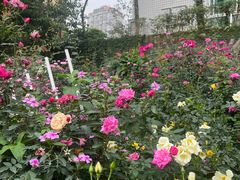 -人民公园(罗湖区)