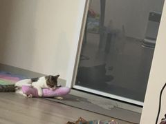 -瑞派宠物医院·24h·骨外科·皮肤科·全科宠物医疗转诊中心(沈阳浑南院)