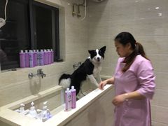 -暖阳宠物医院·犬猫康复中心·骨科
