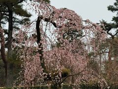 -京都御所