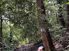 -缙云山景区