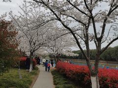 -高东镇樱花园