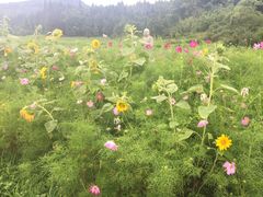 -武陵山森林公园