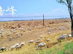 -乌兰布统草原