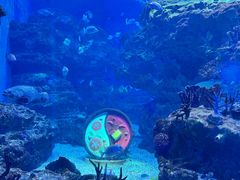 -海合安成都极地海洋公园