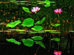 -望湖公园