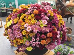 -上海鲜花港