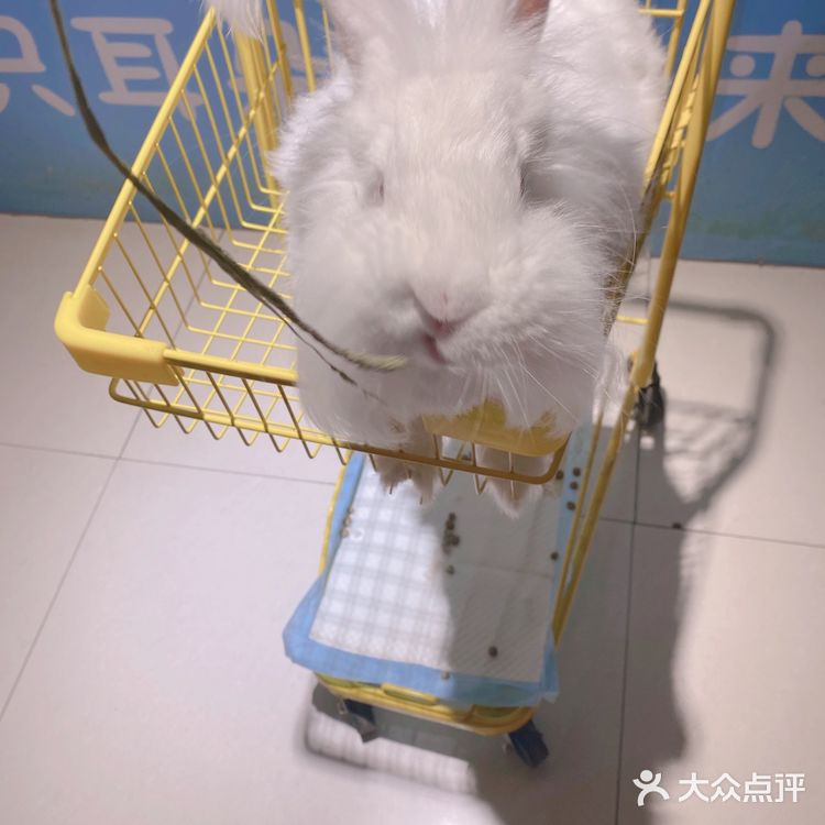 郑州安哥拉巨兔博物馆 最近郑州很火的一家店