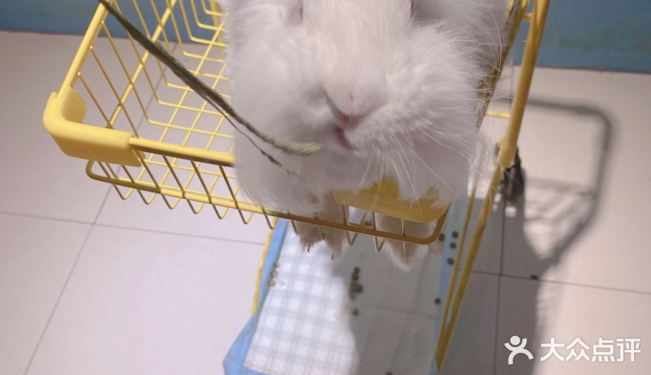 郑州安哥拉巨兔博物馆 最近郑州很火的一家店