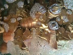 -大茄来海鲜餐厅(亚洲城分行)