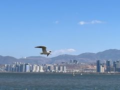 -洱海月湿地公园