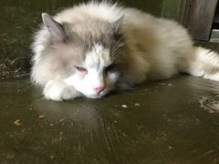 -猫猫幼稚园·撸猫·桌游·电玩