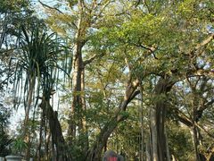 -瑞丽独树成林风景区