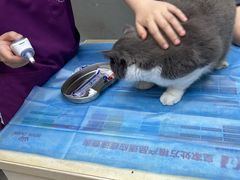 -关爱宠物医院·猫科中心·消化科(滨湖万达分院)