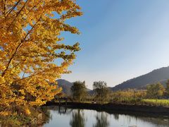 -千年银杏谷文化旅游区