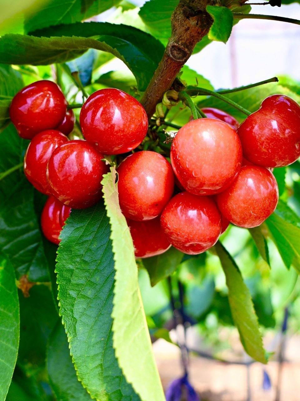实现樱桃自由🍒