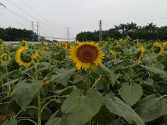 -百万葵园