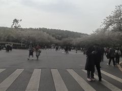 -武汉大学-樱园