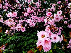 -平湖九龙山旅游度假区