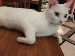 -猫色咖啡·猫咖